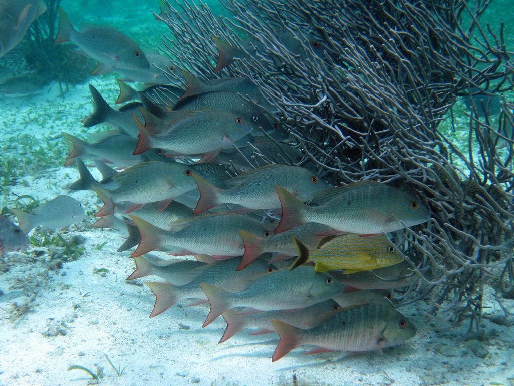 Caye Reef Condos Caye Caulker Exteriér fotografie